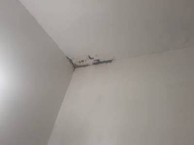 Mold and water damage on ceiling corner from roof leak — Broward County FL